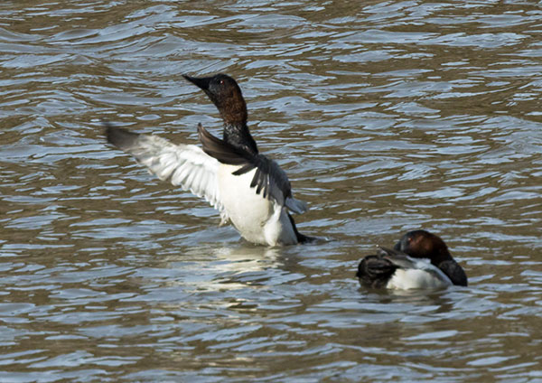 Canvasback Aythya valisineria 