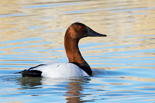 Canvasback Aythya valisineria 
