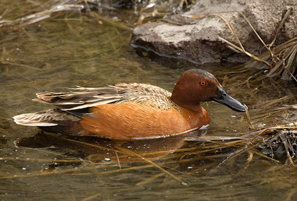 Cinnamon Teal Anas cyanoptera 