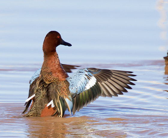 Cinnamon Teal Anas cyanoptera 