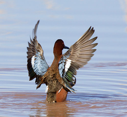 Cinnamon Teal Anas cyanoptera 