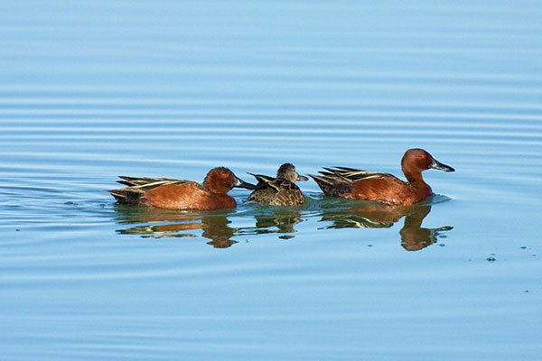 Cinnamon Teal Anas cyanoptera 