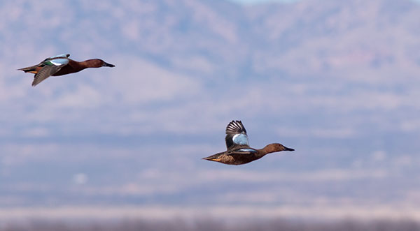 Cinnamon Teal Anas cyanoptera 