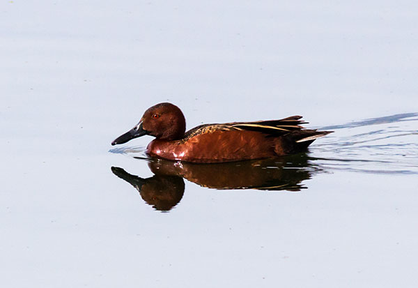 Cinnamon Teal Anas cyanoptera 