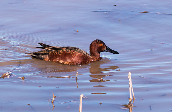 Cinnamon Teal Anas cyanoptera 