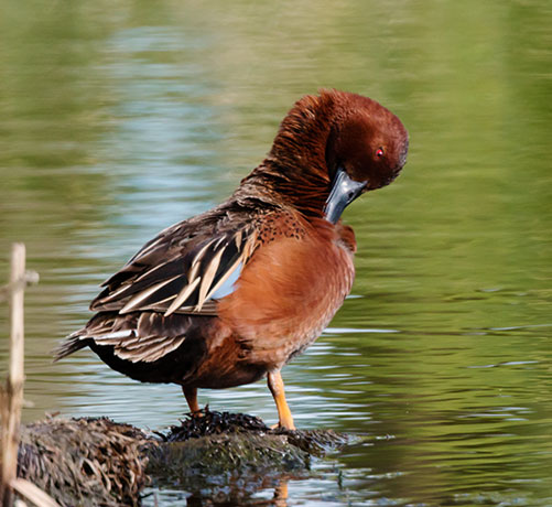 Cinnamon Teal Anas cyanoptera 
