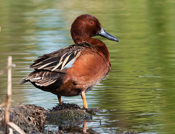 Cinnamon Teal Anas cyanoptera 