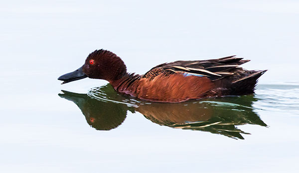 Cinnamon Teal Anas cyanoptera 