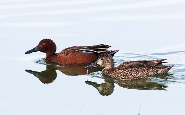 Cinnamon Teal Anas cyanoptera 