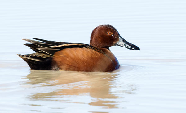Cinnamon Teal Anas cyanoptera 