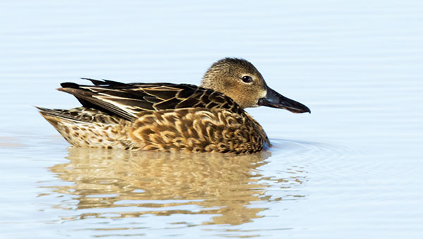 Cinnamon Teal Anas cyanoptera 