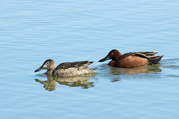 Cinnamon Teal Anas cyanoptera 