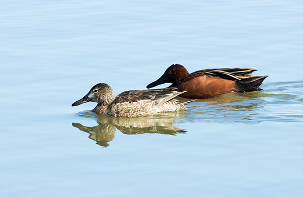 Cinnamon Teal Anas cyanoptera 