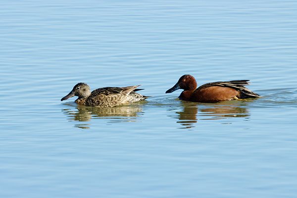 Cinnamon Teal Anas cyanoptera 