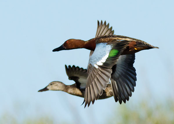 Cinnamon Teal Anas cyanoptera 
