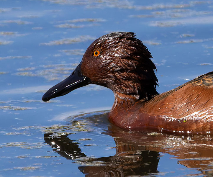 Cinnamon Teal Anas cyanoptera 