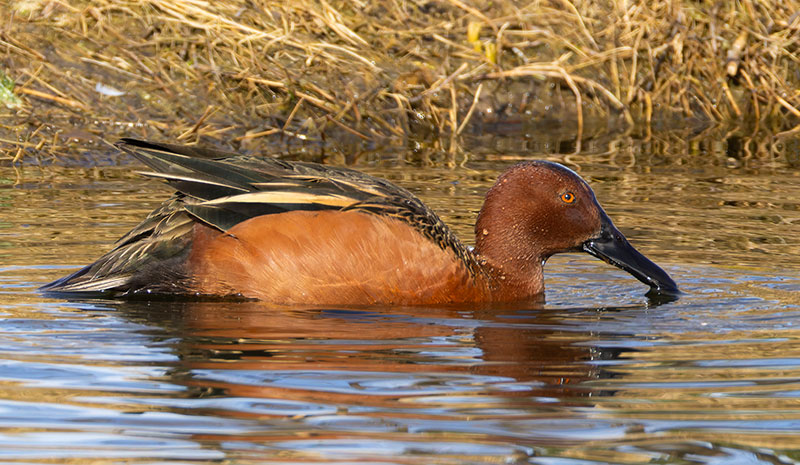 Cinnamon Teal Anas cyanoptera 