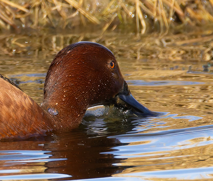 Cinnamon Teal Anas cyanoptera 