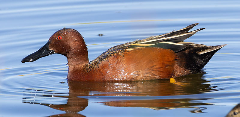 Cinnamon Teal Anas cyanoptera 