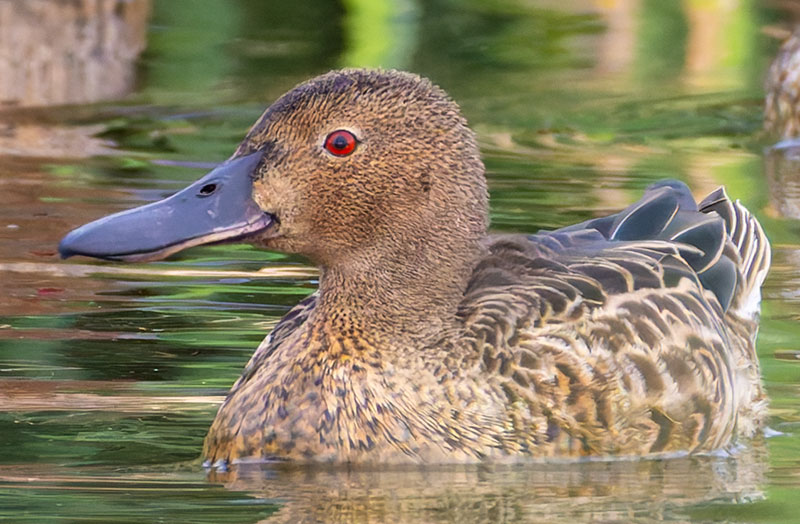 Cinnamon Teal Anas cyanoptera 
