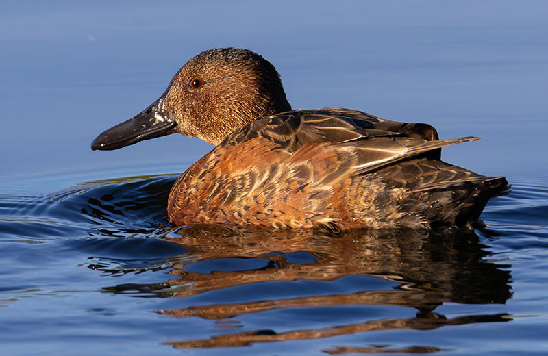Cinnamon Teal Anas cyanoptera 
