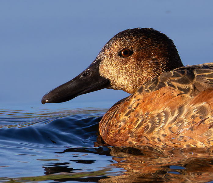 Cinnamon Teal Anas cyanoptera 