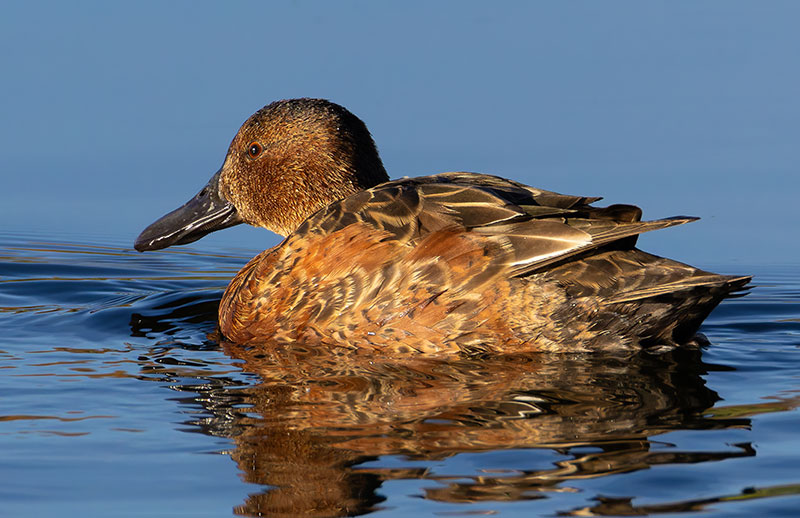 Cinnamon Teal Anas cyanoptera 