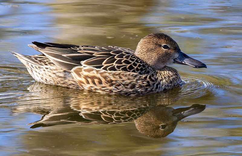 Cinnamon Teal Anas cyanoptera 