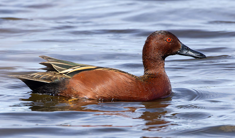 Cinnamon Teal Anas cyanoptera 
