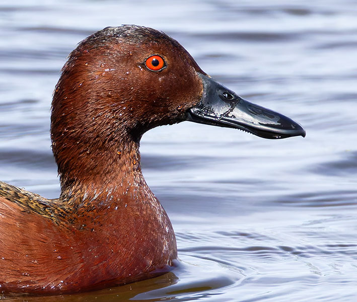 Cinnamon Teal Anas cyanoptera 