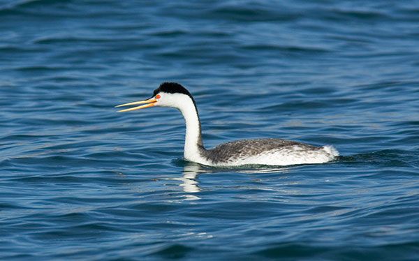 Clark's Grebe Aechmophorus clarkii 