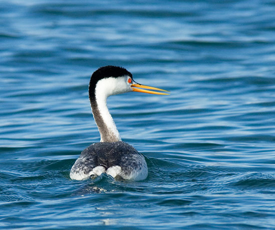 Clark's Grebe Aechmophorus clarkii 