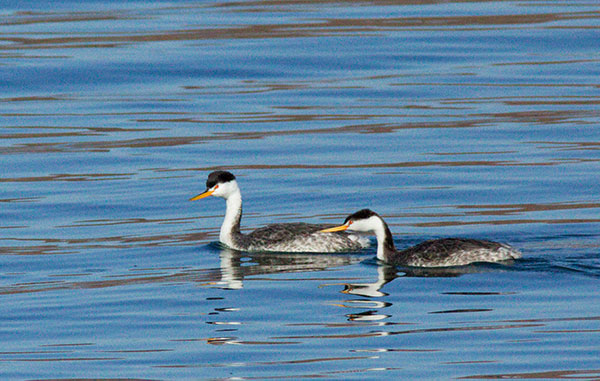 Clark's Grebe Aechmophorus clarkii 