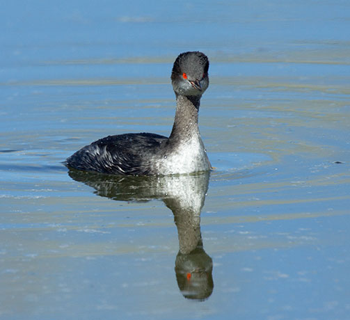 Eared Grebe Podiceps nigricollis