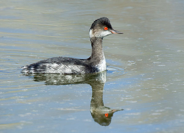 Eared Grebe Podiceps nigricollis