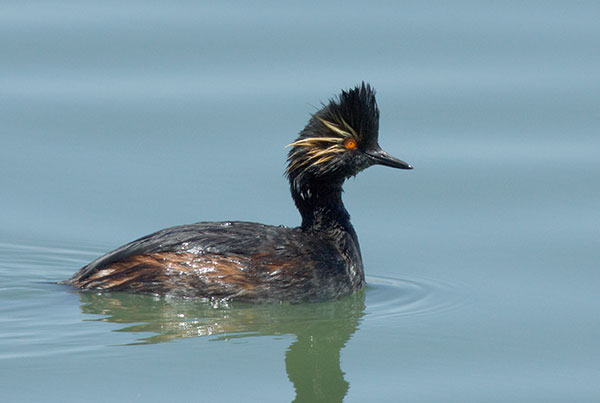 Eared Grebe Podiceps nigricollis