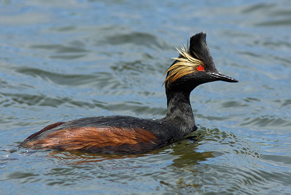 Eared Grebe Podiceps nigricollis