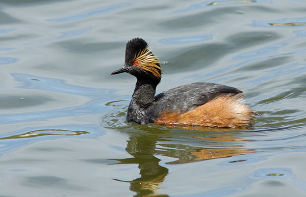 Eared Grebe Podiceps nigricollis