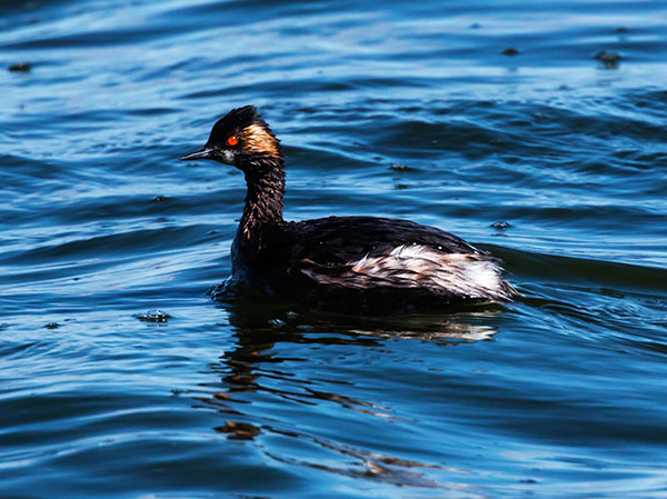 Eared Grebe Podiceps nigricollis