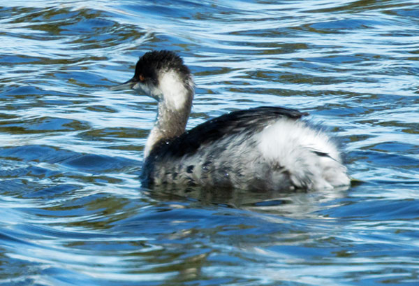 Eared Grebe Podiceps nigricollis