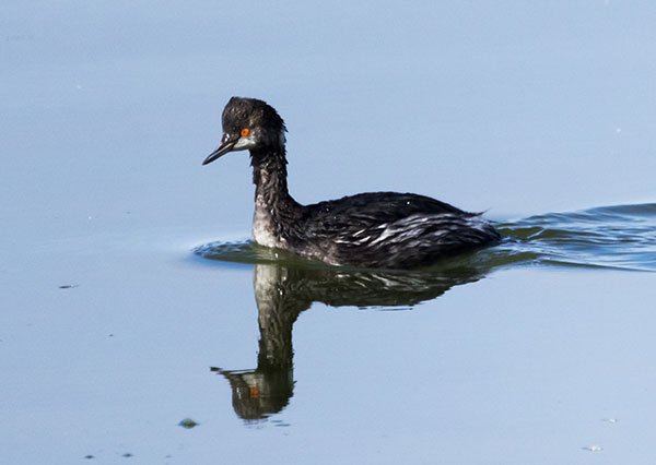 Eared Grebe Podiceps nigricollis