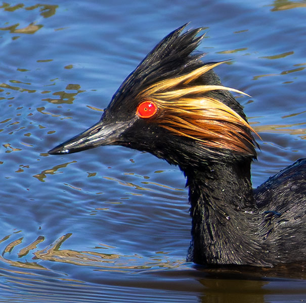 Eared Grebe Podiceps nigricollis