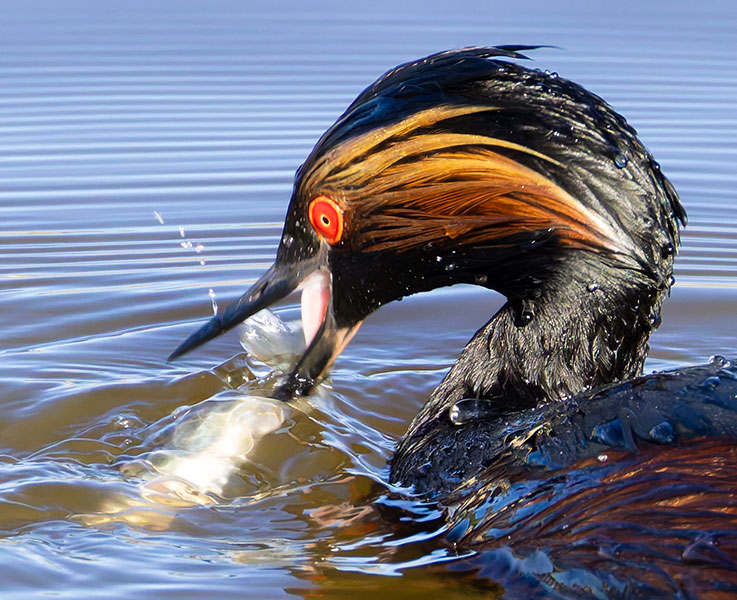 Eared Grebe Podiceps nigricollis