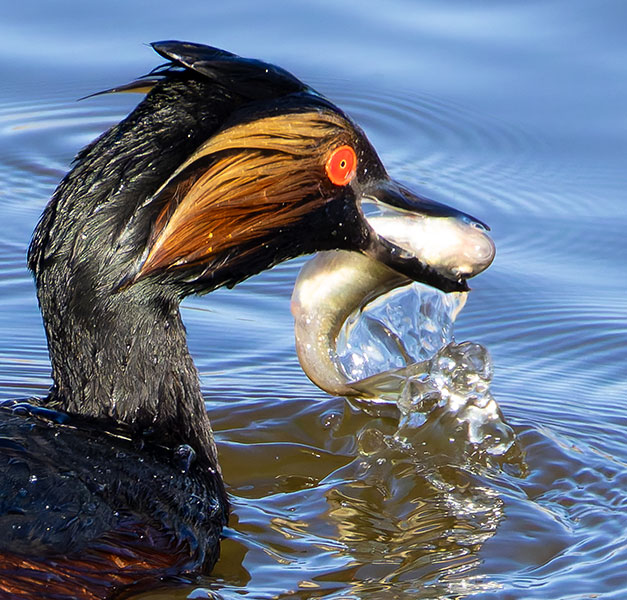 Eared Grebe Podiceps nigricollis