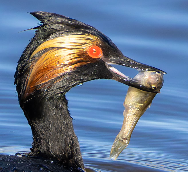 Eared Grebe Podiceps nigricollis