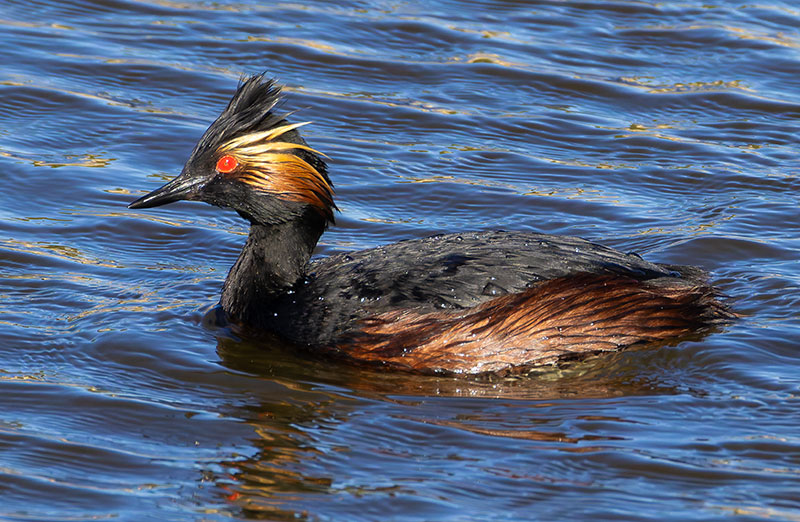 Eared Grebe Podiceps nigricollis