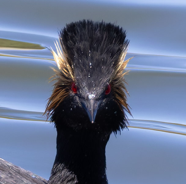 Eared Grebe Podiceps nigricollis