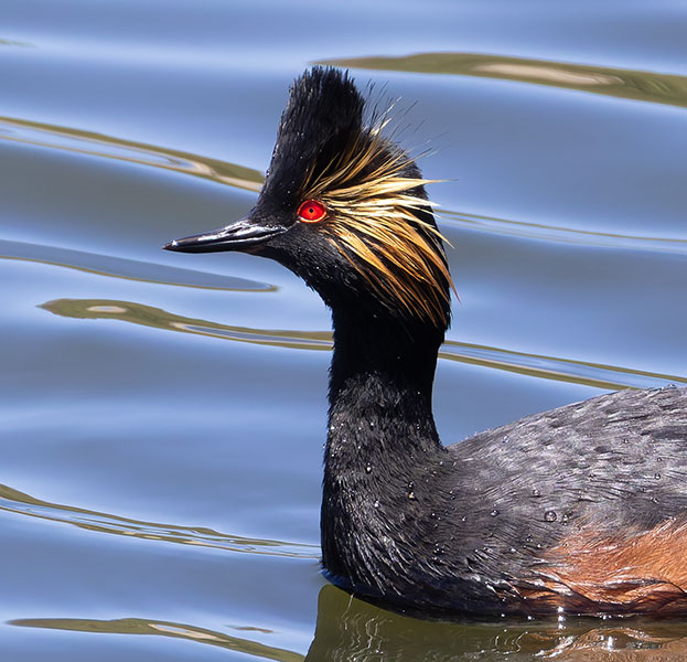 Eared Grebe Podiceps nigricollis