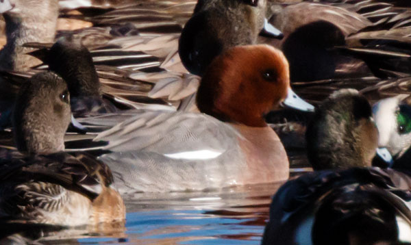 Eurasian Wigeon Anas penelope 