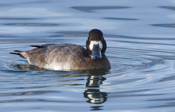 Greater Scaup Aythya marila